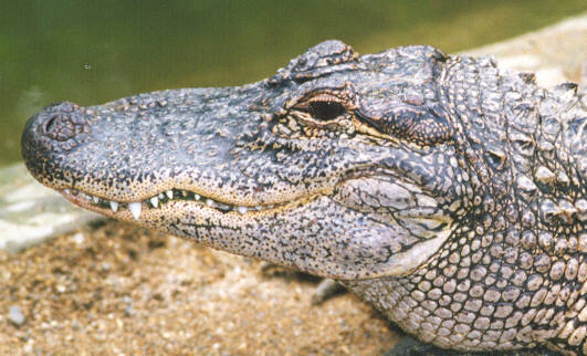a aa 02-American Alligator-face closeup-by John White.jpg