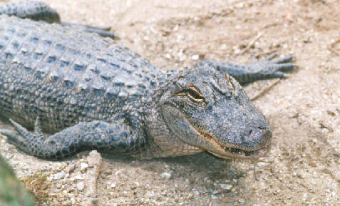 a aa 03-American Alligator-closeup on land-by John White.jpg