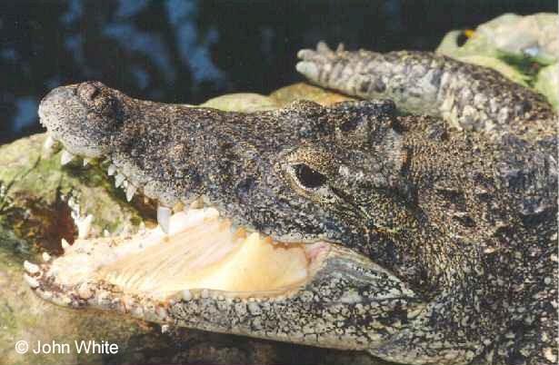 a cc 01-Cuban Crocodile-snarling face closeup-by John White.jpg