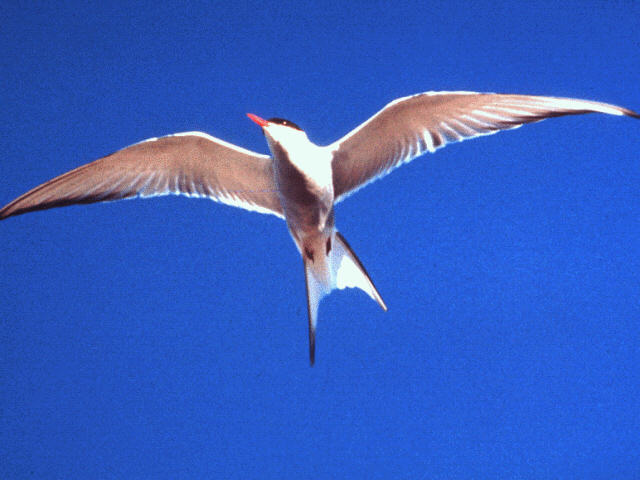 aas50041-Arctic Tern-in flight-closeup.jpg
