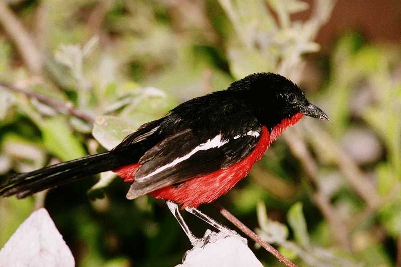 aas50686-Crimson-breasted Gonolek-closeup.jpg