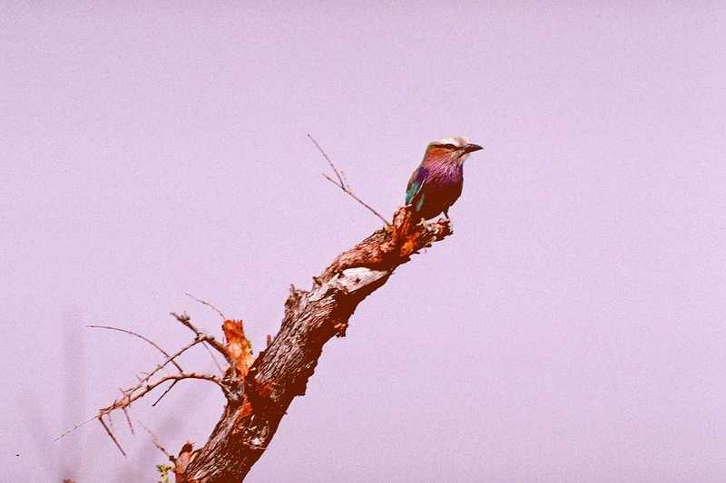 aas50687-Lilac-breasted Roller-perching on tree.jpg
