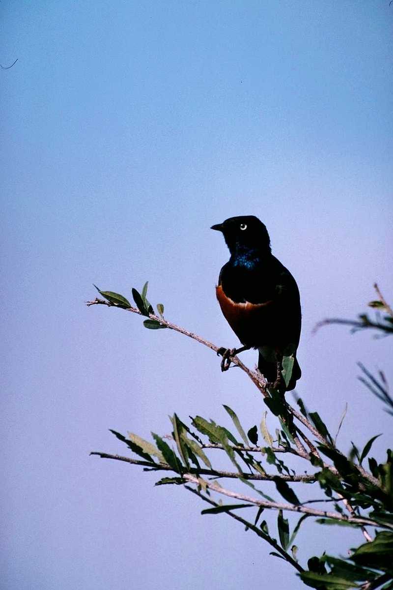 aas50688-Superb Glossy Starling-perching on tree.jpg