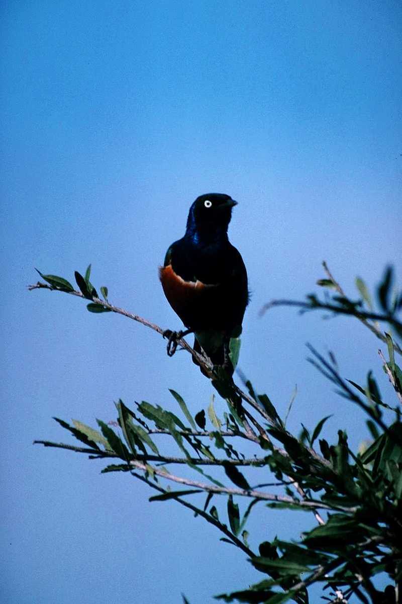aas50701-Superb Starling-perching on tree.jpg