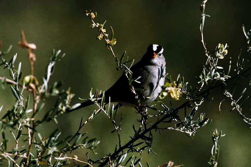 aas50704-White-crowned Sparrow-on tree.jpg