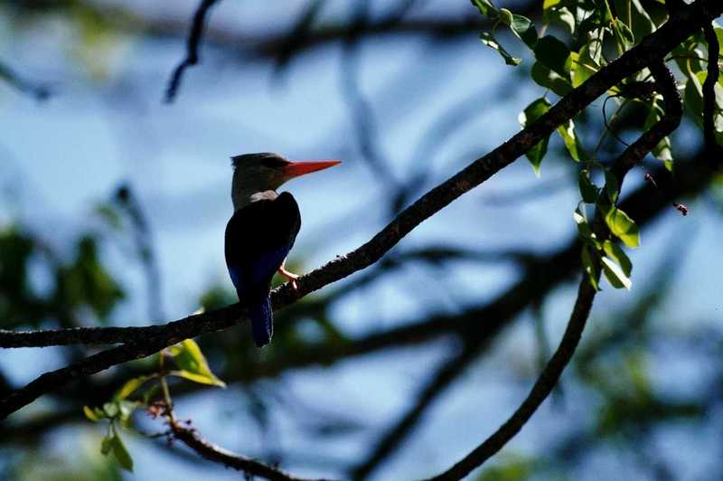 aas50706-Gray-Grey-headed Kingfisher-perching on tree.jpg