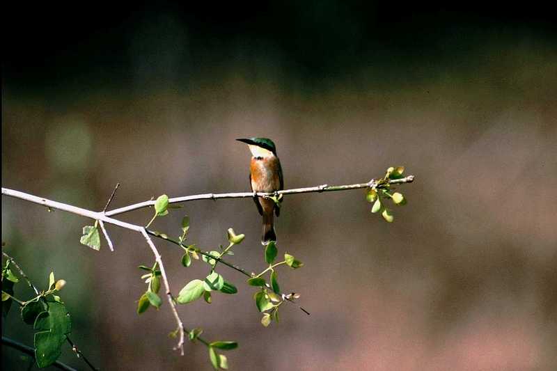 aas50707-Little Bee-eater-perching on branch.jpg