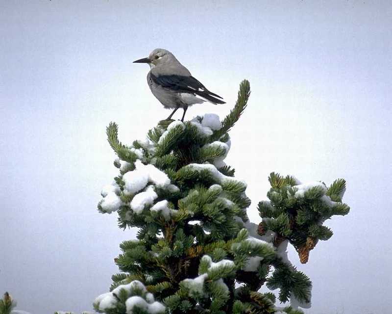 aas50930-Clarks Nutcracker-perching on snow tree.jpg