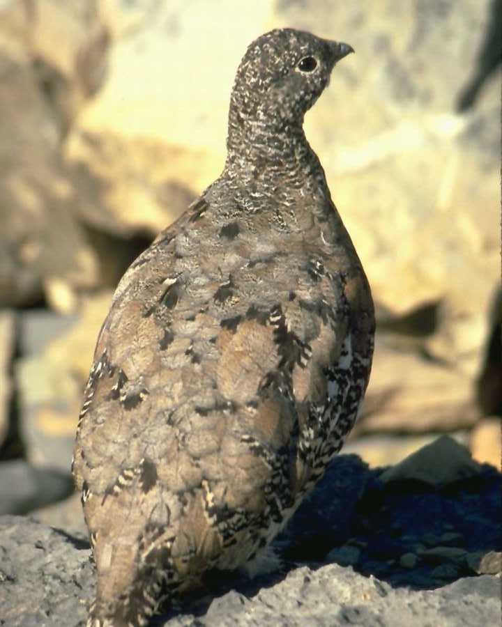 aas50931-Grouse-on rock-closeup of rear view.jpg