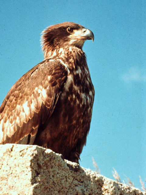 aat50013-Golden Eagle-perching on rock.jpg