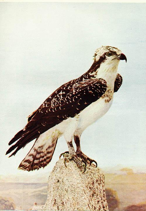 aat50204-Osprey-perching on rock.jpg