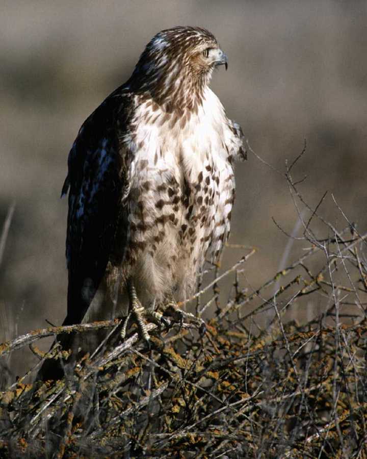 aat50211-Red-tailed Hawk-perching on bush.jpg