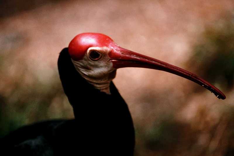 aat50278-Southern Bald Ibis-face closeup.jpg