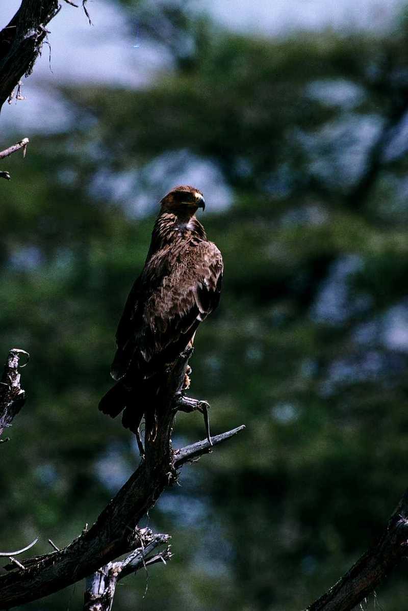 aat50279-Golden Eagle-perching on tree.jpg