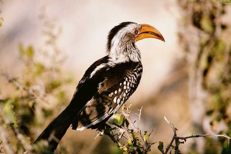 aat50280-African Yellow-billed Hornbill-Perching on tree.jpg