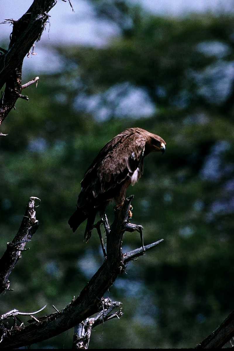 aat50288-Golden Eagle-perching on tree.jpg