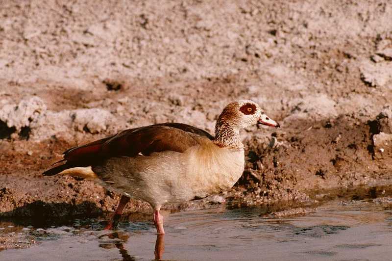 aau50202-Egyptian Goose-gets into the water.jpg