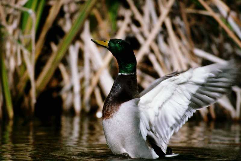 aau50205-Mallard Duck-closeup on water.jpg