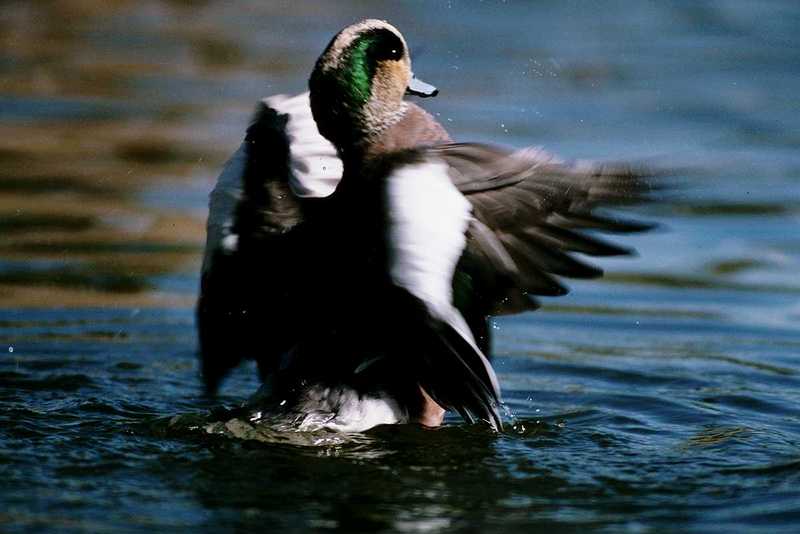aau50206-American Wigeon-drake-wild swing on water-by Dan Cowell.jpg