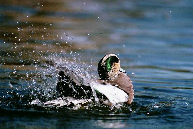 aau50207-American Wigeon-drake-wild swimming-by Dan Cowell.jpg