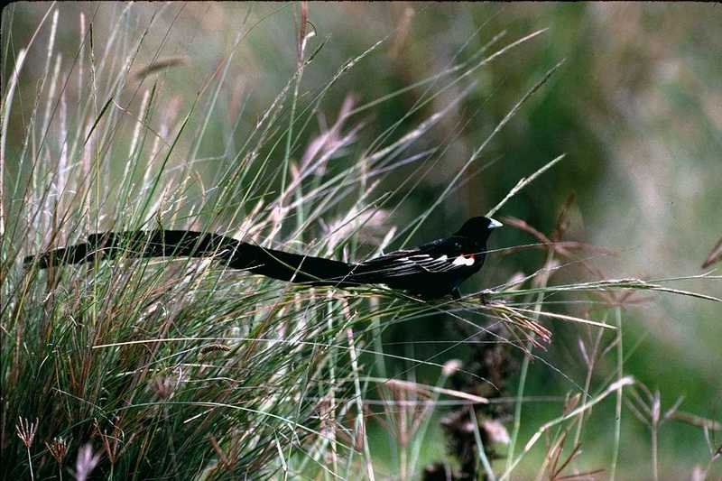 aav50003-Unidentifed-Whydah-or-Widowbird-black bird with long tail.jpg