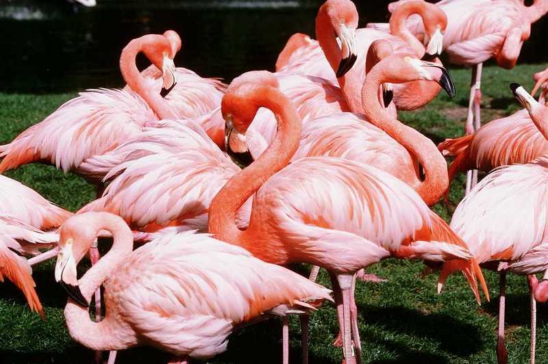 aaw50018-Flamingos-Flock on grass.jpg