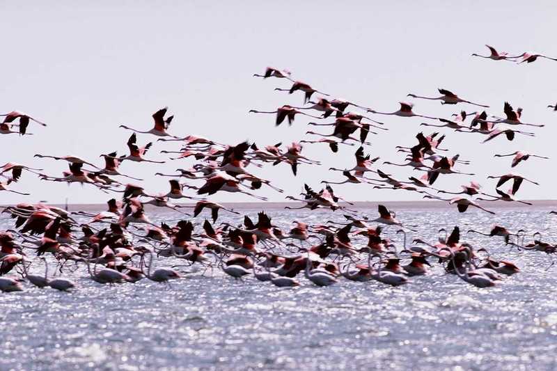 aaw50019-Flamingos-Flock starts flight on lake.jpg