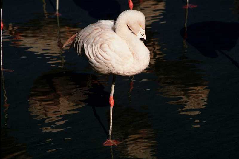 aaw50020-Flamingo-Standing on water.jpg