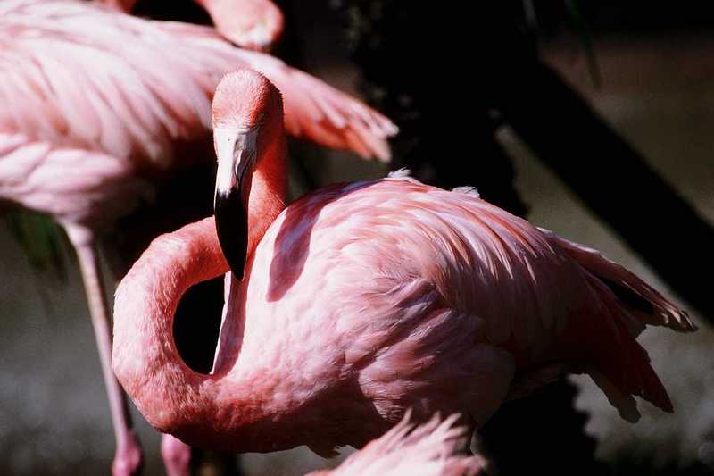 aaw50023-Flamingos-Closeup.jpg