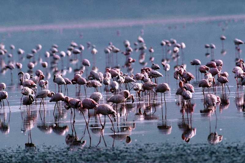 aaw50024-Flamingos-Flock-Foraging in swamp.jpg