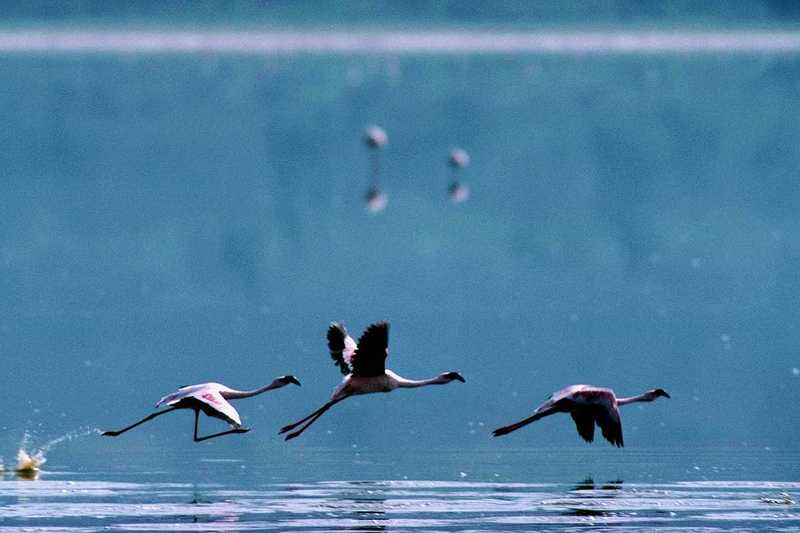 aaw50025-Flamingos-Starts flight.jpg