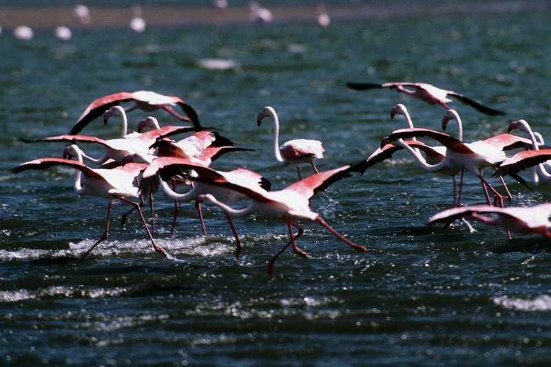 aaw50026-Flamingos-Flock-WaterWalking-Starts Flight.jpg