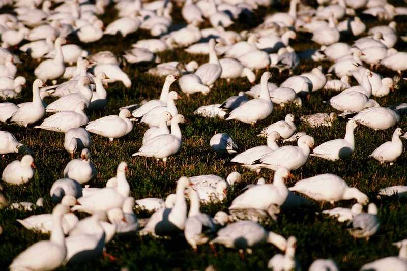 aax50039-SnowGoose flock resting on grass.jpg