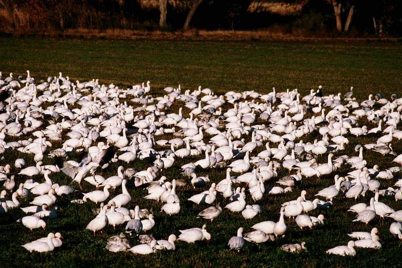aax50041-SnowGoose flock resting on grassland.jpg
