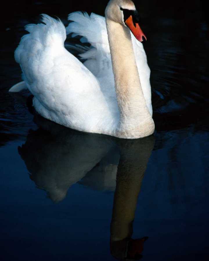 aax50051-MuteSwan-Floating Closeup-WaterMirror.jpg