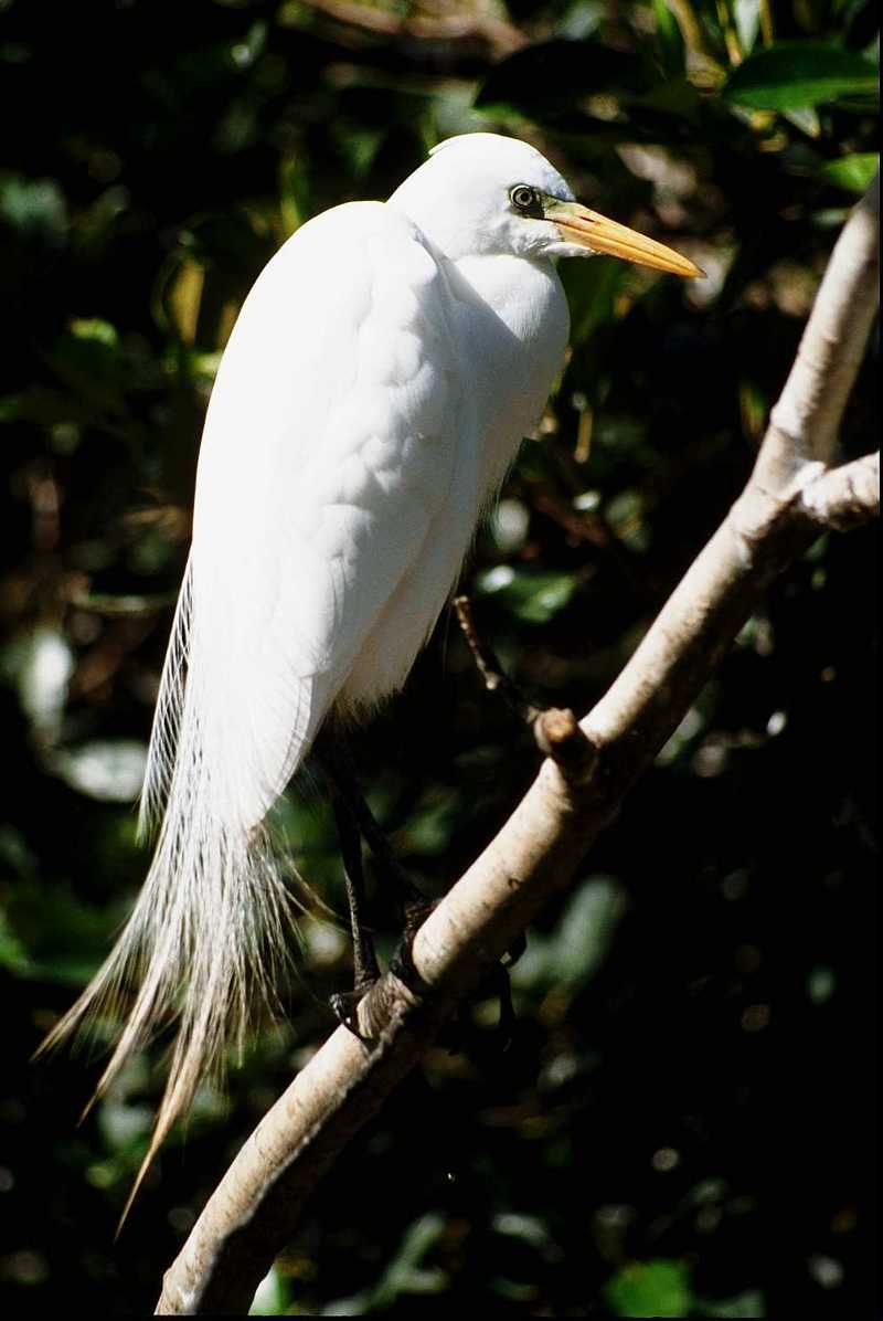 aay50078-Large Egret-on branch.jpg
