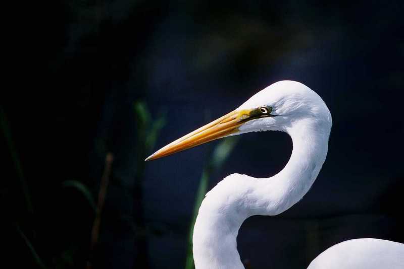 aay50081-Large Egret-face closeup.jpg