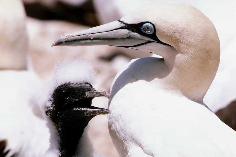 aay50083-Cape Gannets-mom n chick-face closeup.jpg