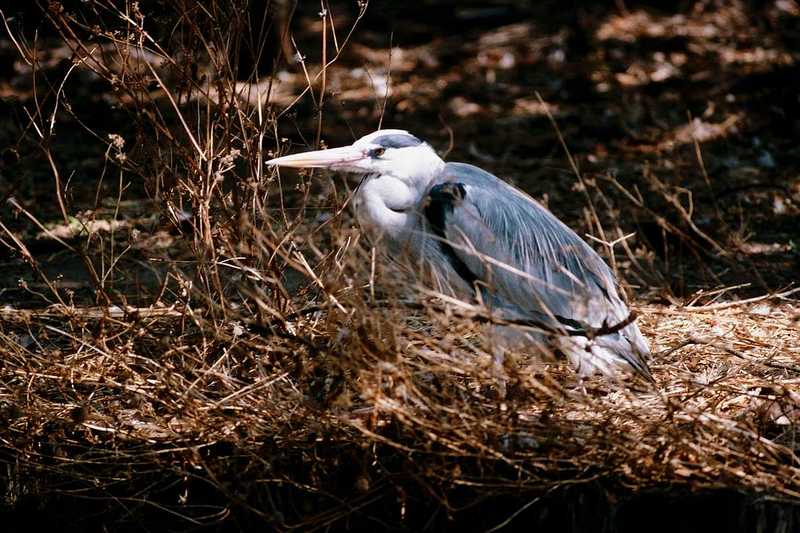 aay50084-Great Blue Heron-Ardea herodias-in bush.jpg