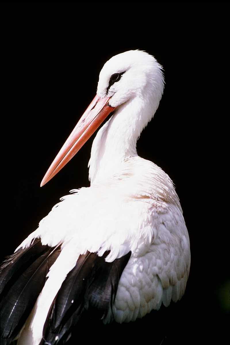 aay50088-European White Stork-closeup.jpg