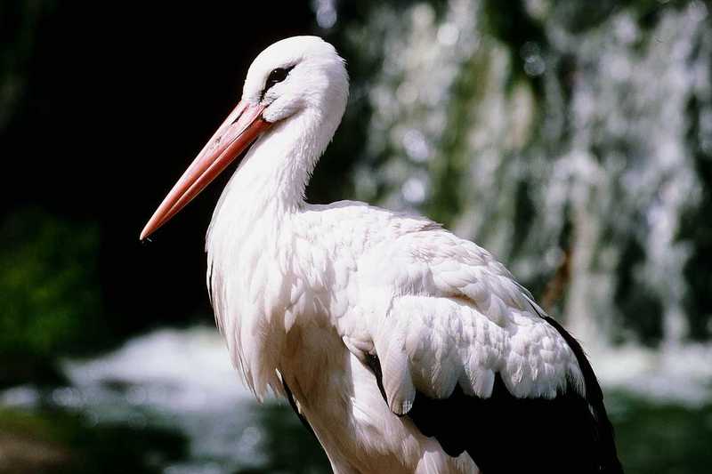 aay50089-European White Stork-closeup.jpg
