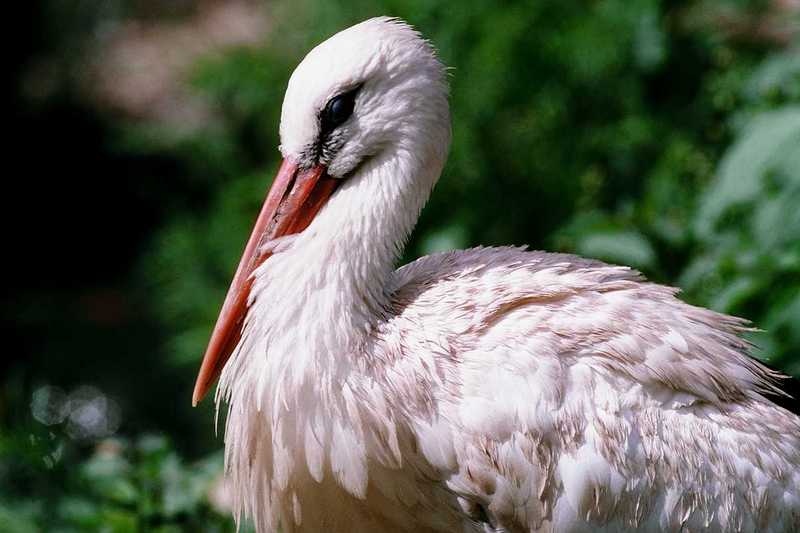 aay50090-European White Stork-closeup.jpg