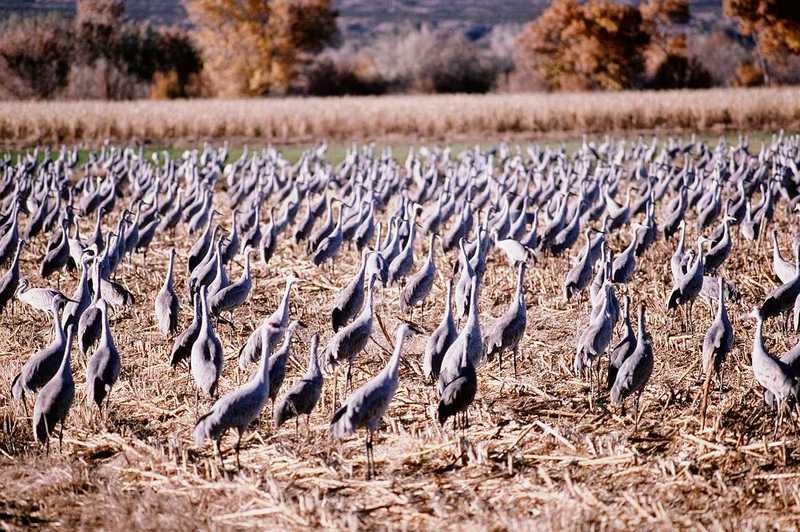 aay50091-Sandhill Cranes-flock on field.jpg