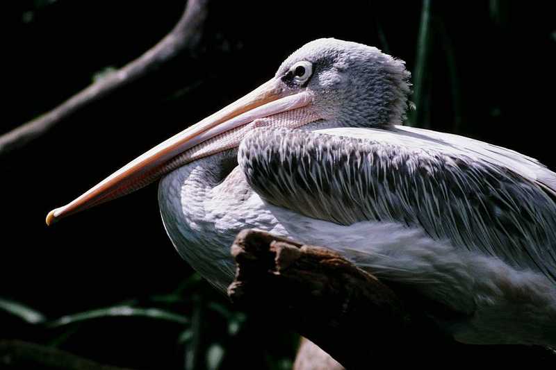 aay50093-White Pelican-resting-closeup.jpg