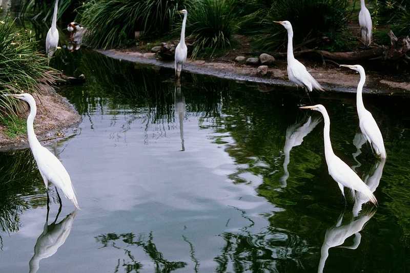 aay50094-Great Egrets-flock in pond.jpg
