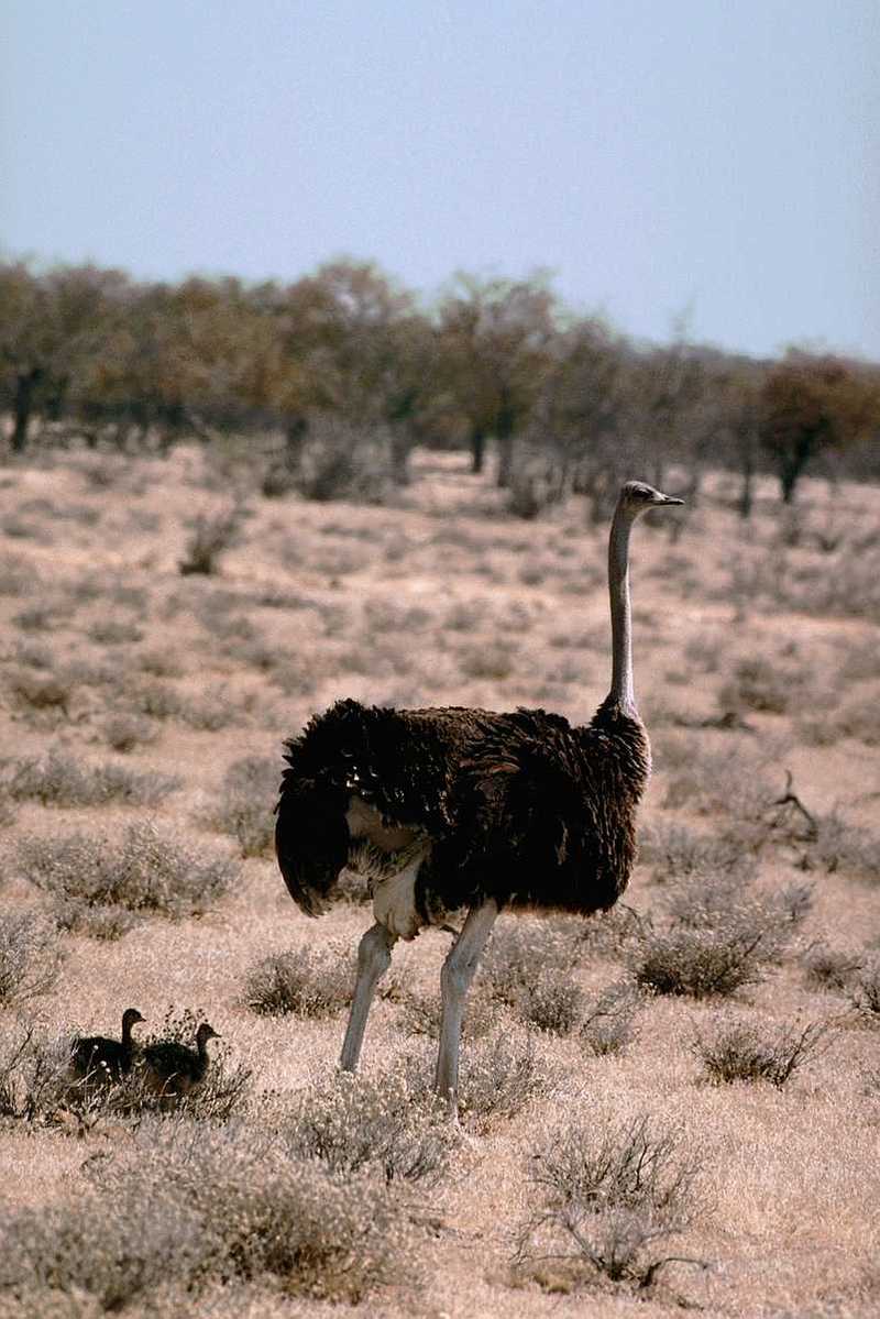 aba50022-Ostrich-Mom n 2babies.jpg