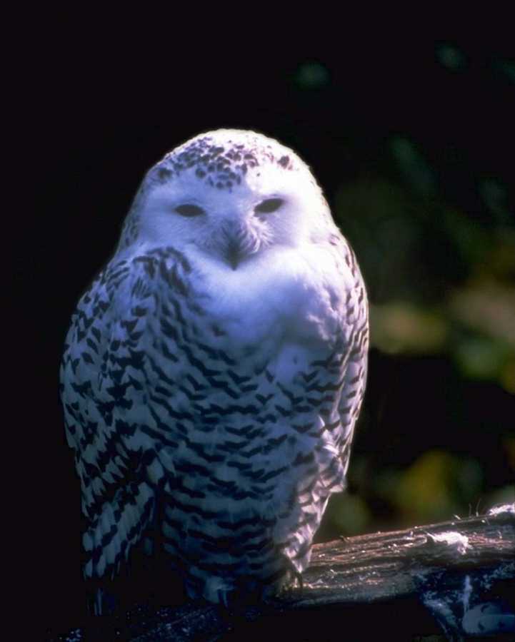 abb50105-SnowyOwl on log-sleepy face.jpg