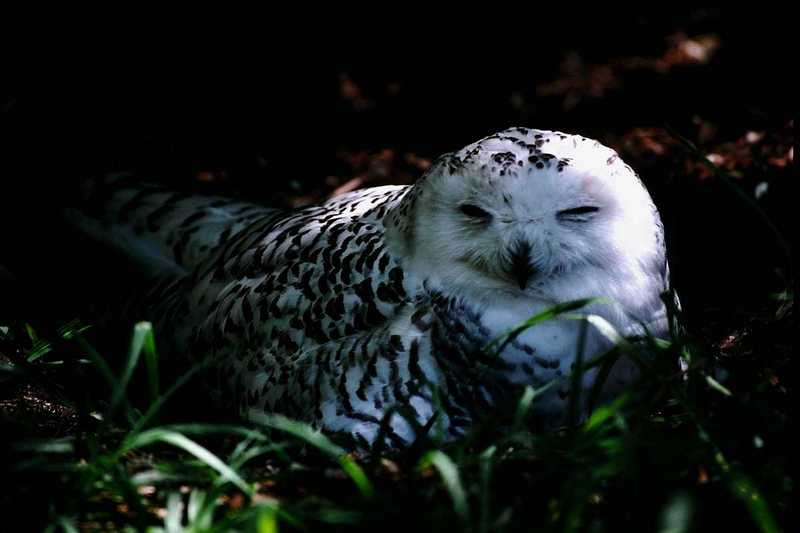 abb50120-SnowyOwl on grass-sleepy.jpg