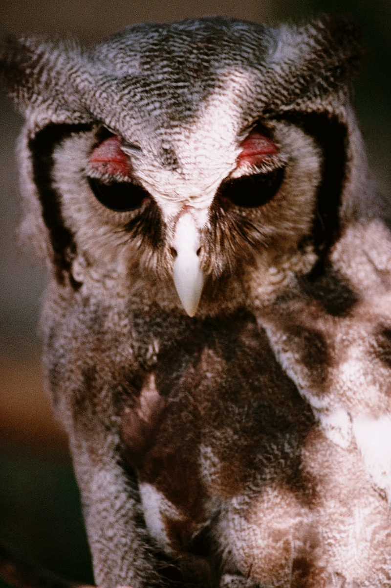 abb50122-Verreauxs Giant Eagle Owl-face closeup.jpg