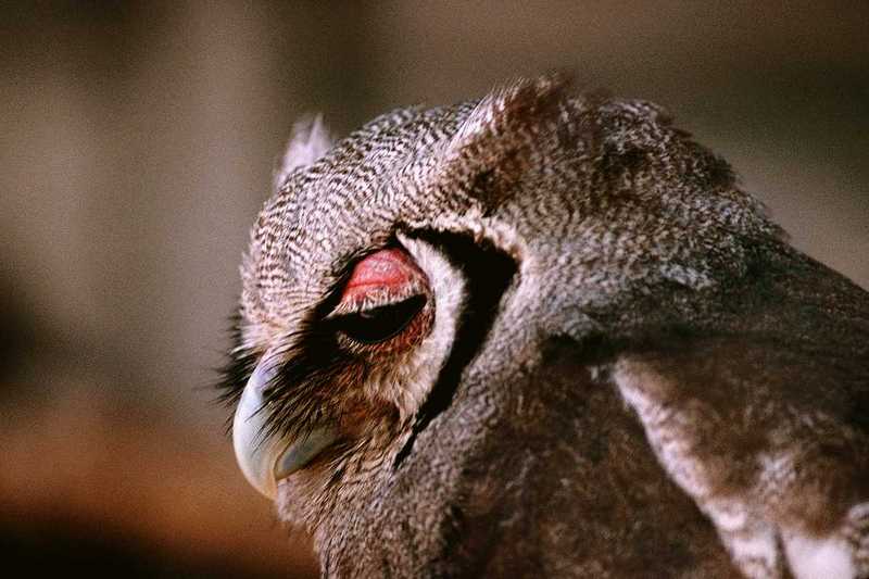 abb50123-Verreauxs Giant Eagle Owl-face closeup.jpg